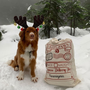 Toller with reindeer antlers sits beside filled Santa Sack
